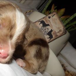 Red merle male - Red merle male Miniature Australian Shepherd puppy in Elkhart, Texas from Donaldson Dogz