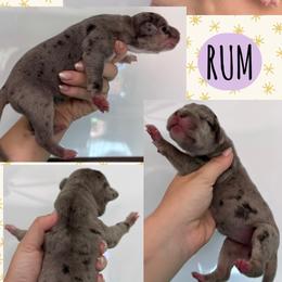 RUM - Merle female Great Dane puppy in Wellsville, New York from Prophecy Danes