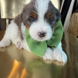 Green - Merle male Bernedoodle puppy in Curtice, Ohio from The Pink Doghouse