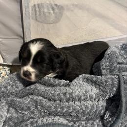 Jupiter - Black tri-color female Australian Shepherd puppy in Friendswood, Texas from 3M Australian Sheperds