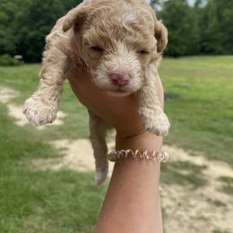 "RESERVED " Cockapoo Puppies from Darling Doodles