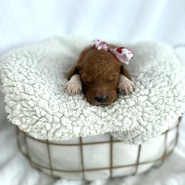 POMEGRANATE - Apricot male Goldendoodle puppy in Independence, Oregon from Ankeny Doodles