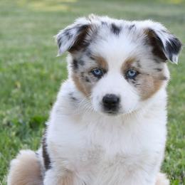 Australian Shepherds from Chippewa Acres
