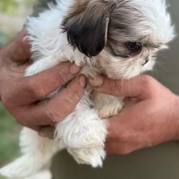 Lola - Gold and white female Shih Tzu puppy in Bennett, Colorado from Victorio Boxers & Shih-Tzu's