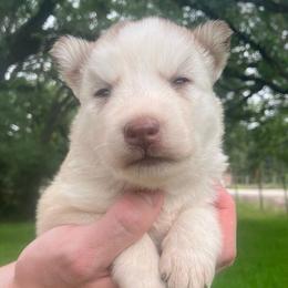 Pancake - Sable and white female Siberian Husky puppy in College Station, Texas from Texas Siberian Husky Kennels (TSHK)
