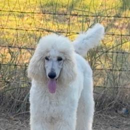 Lark (Navy Collar Girl) - Cream female Poodle puppy in Breckenridge, Texas from Cates Standard Poodles