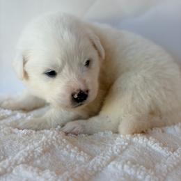 Varsity - White male Great Pyrenees puppy in San Marcos, California from Faith Family Freedom Farm