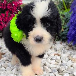 Benny of doodles in Viginia - Bernedoodle
