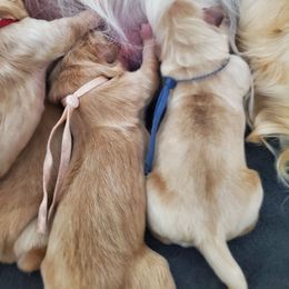 Pick 3 - Golden male Golden Retriever puppy in Sandy, Utah from Golden Meadows of Utah