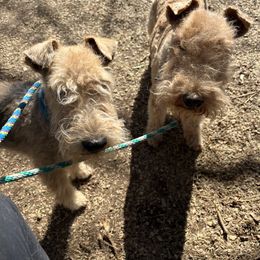 Lakeland Terrier All Grown Up from Paisley Lakelands