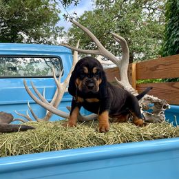 Girl 2 - Black and tan Bloodhound puppy in Vanderpool, Texas from Kiwi Hunting Services