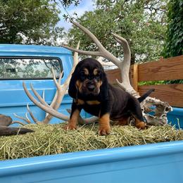 Girl 2 - Black and tan Bloodhound puppy in Vanderpool, Texas from Kiwi Hunting Services