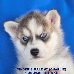 CINDER'S MALE 7 - Gray and white male Siberian Husky puppy in Manilla, Iowa from Bruck's Siberian Huskies