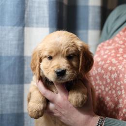 Rusty - Golden male Golden Retriever puppy in Payette, Idaho from Stonewick Retrievers