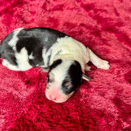 Scarlet - White and blue merle female Border Collie puppy in Hartsville, South Carolina from Wiggles 4 Life