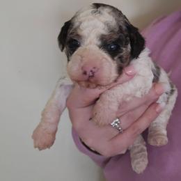 Betty - Blue merle female Bernedoodle puppy in Galena, Illinois from Perry's doodles