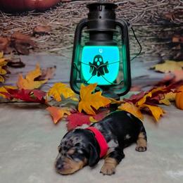 Hocus pocus - Dapple female Dachshund puppy in Rio Grande City, Texas from Hounds All Night