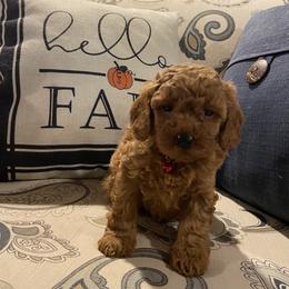 Cavapoo and Goldendoodle Puppies from Magnolia Prairie Doodles