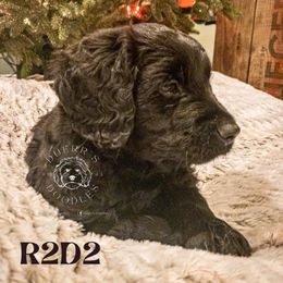 Goldendoodle and Golden Retriever Puppies from Duerr's Doodles & Retrievers
