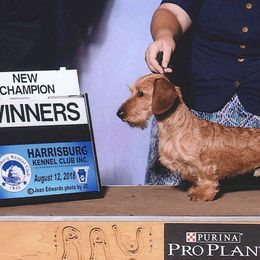Dachshunds and Golden Retrievers from GingerRun Golden Retrievers