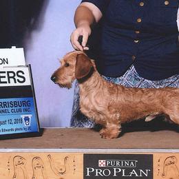Dachshunds and Golden Retrievers from GingerRun Golden Retrievers