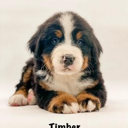 Timber - Black rust and white male Bernese Mountain Dog puppy in Hudson, Indiana from TurkeyCreek-K9