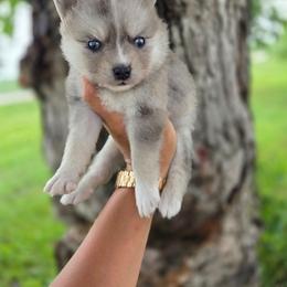 Rye - Merle female Pomsky puppy in Mc Callsburg, Iowa from SZ Rolling Acres LLC