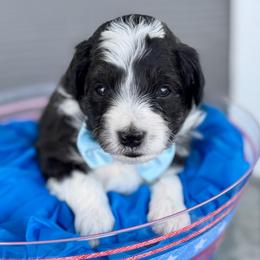 Blue collar toy - Black tri-color male Aussiedoodle puppy in 32046, Florida from River Hill Ranch
