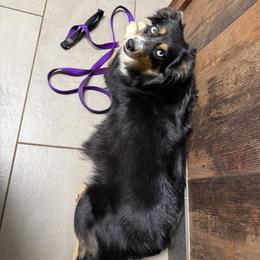 Queenie - Miniature Australian Shepherd