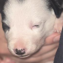 Border Collies from Henam Border Collies