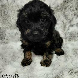 Storm - Black and tan male Cavapoo puppy in Eau Claire, Wisconsin from Fisher River Doodle's