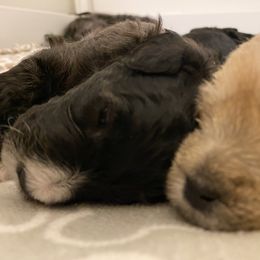 Schnoodle Puppies from Noodle Tings Puppies