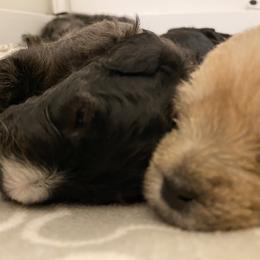 Schnoodle Puppies from Noodle Tings Puppies