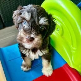 Jackson - Liver male Miniature Schnauzer puppy in Canyon Lake, Texas from Chambers Schnauzers