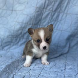 Remi - Red female Pembroke Welsh Corgi puppy in Hope, Arkansas from Foxy Knoll Farm