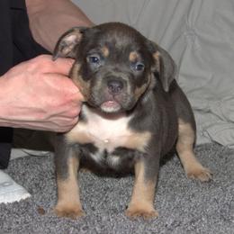 Brook - Blue tri-color female American Bully puppy in Orlinda, Tennessee from SimplyBullies