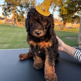 Girl 1 - Tri-color female Bernedoodle puppy in Paradise, Texas from Diamond Z Poodles & Doodles