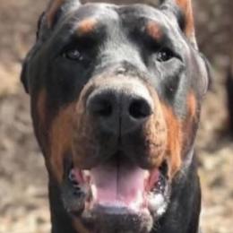 Doberman Pinschers from Joselyn James