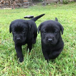Labrador Retrievers from Shadyrocklabs