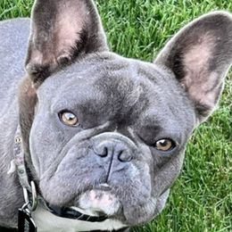 Moose - French Bulldog