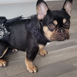 French Bulldog Puppies from Jessicah's Frenchies Michigan's French Bulldog Breeder