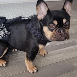 French Bulldog Puppies from Jessicah's Frenchies Michigan's French Bulldog Breeder