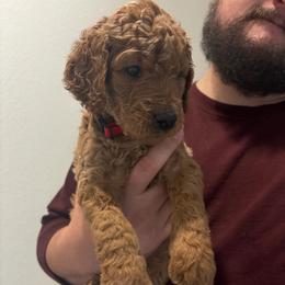 Visenya - Red  female Goldendoodle puppy in Richmond, Texas from Harper’s Heartbeats