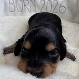 Bridger - Black and tan male Dachshund puppy in Wallingford, Kentucky from Hensley Homestead Dachshunds