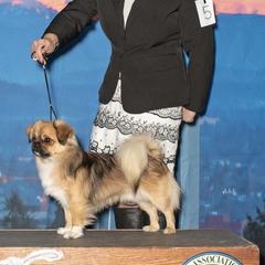 Tibetan Spaniel Puppies from Trinity Tibetan Spaniels