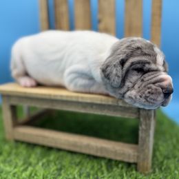 Great Dane Puppies from Top Brackett Danes