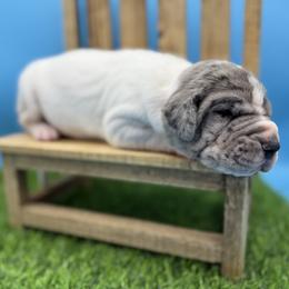 Great Dane Puppies from Top Brackett Danes