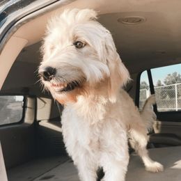 Goldendoodles and Poodles from Southern Tide Poodles & Doodles