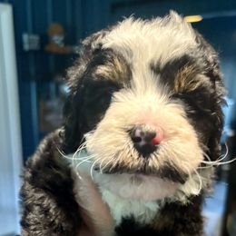 Peach girl tri - Tri-color female Bernedoodle puppy in Lake, Michigan from 3 King Doodles & Poodles