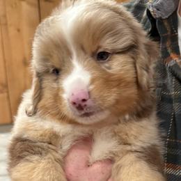 Sawyer - Red merle male Miniature American Shepherd puppy in Ballico, California from SierraVu Minis